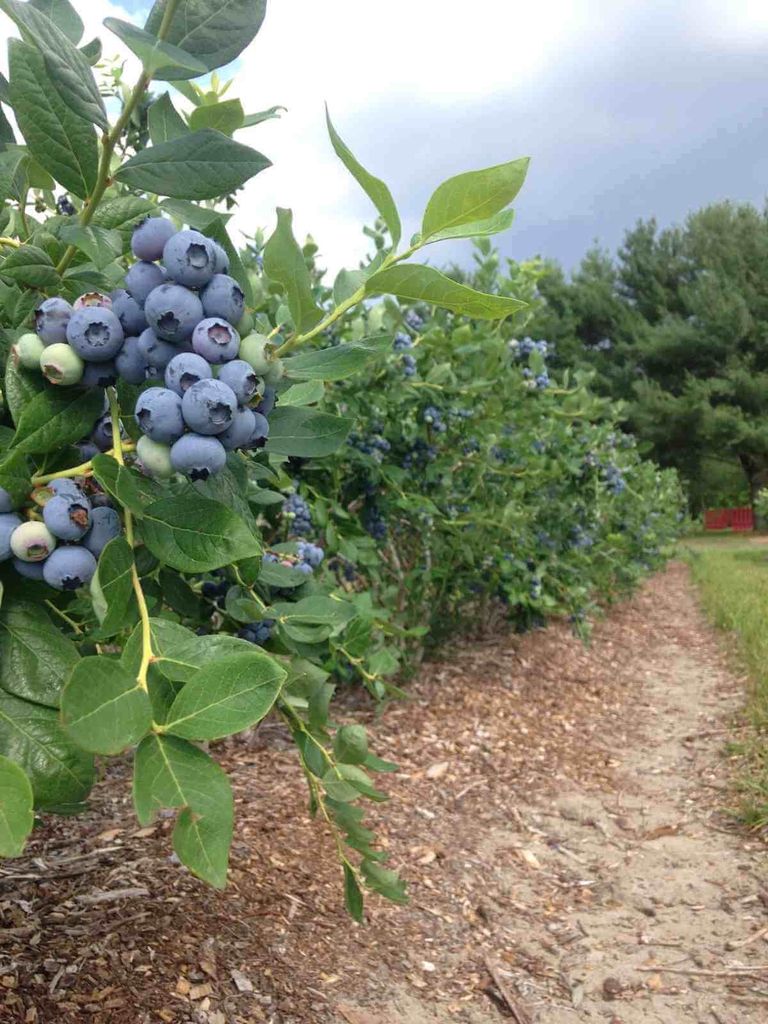 Rows upon rows of loaded blueberry bushes ready to pick your own blueberries in southern Delware. 